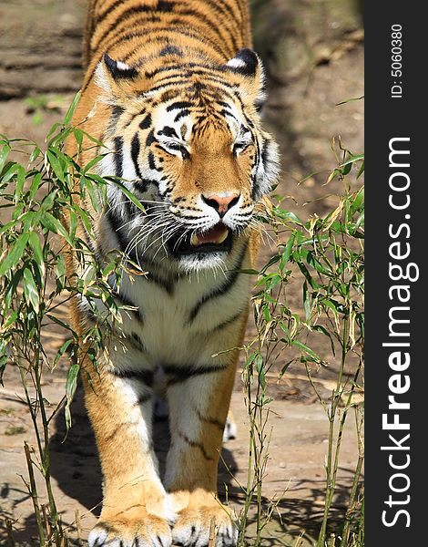 A large sibirien tiger in a zoo