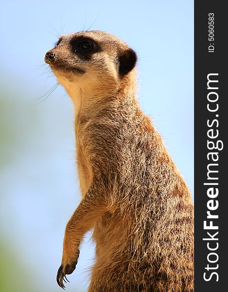 Meercat