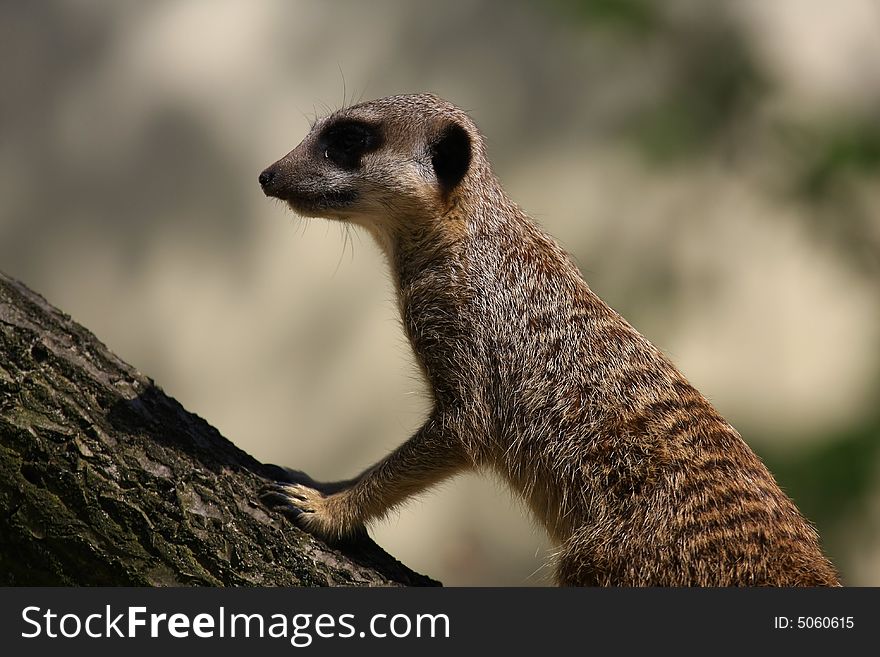 A meercat watching for birds