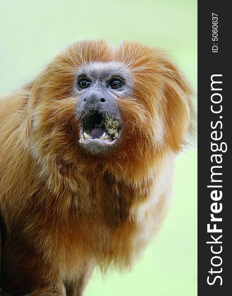 Close up of a golden monkey