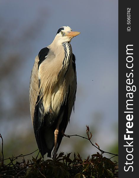 A grey-heron looking for fish