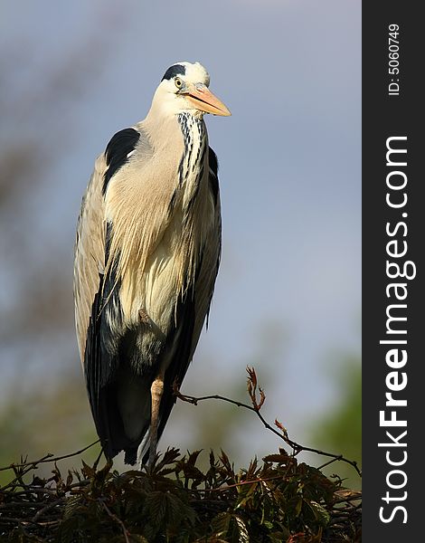 Grey-heron