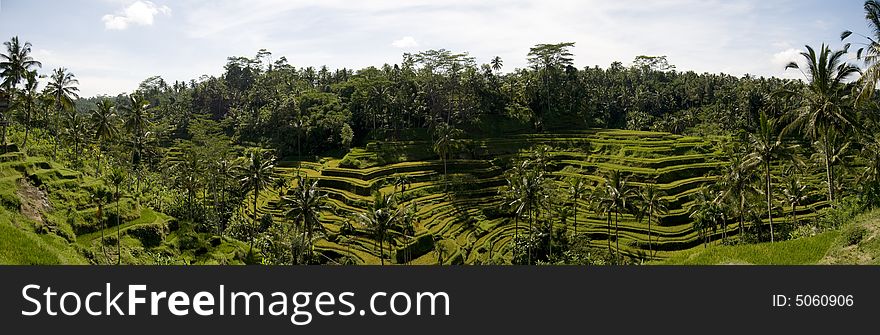 A panoramic view of the terrace rice paddy field in Bali, Indonesia