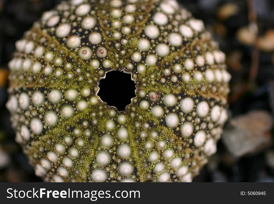 Under water giant red sea urchin test in tidal pool. Under water giant red sea urchin test in tidal pool