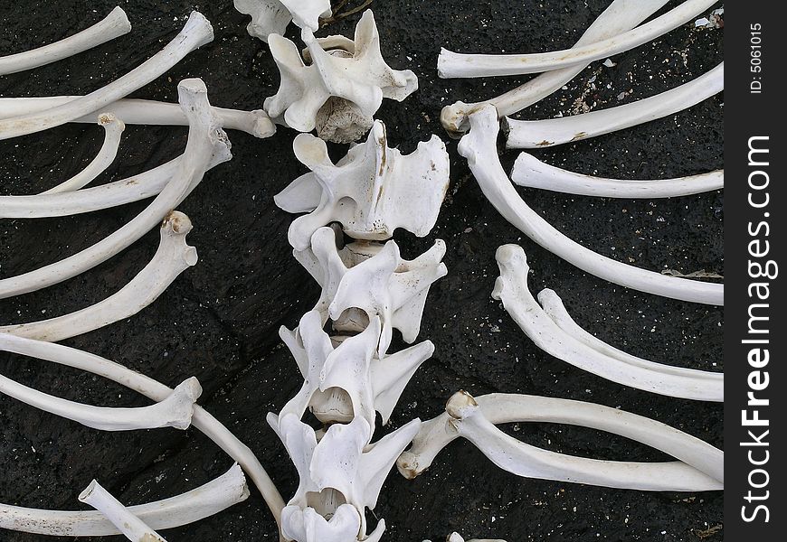 Seal skeleton lying on black volcanic rock in the Galapagos Islands, Ecuador