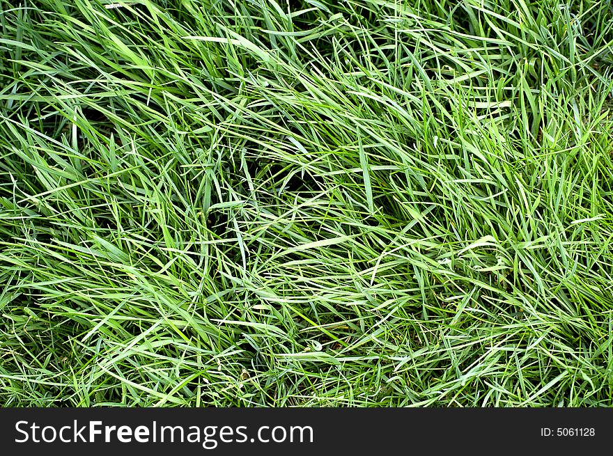 Closeup detail of texture in green grass lawn. Closeup detail of texture in green grass lawn