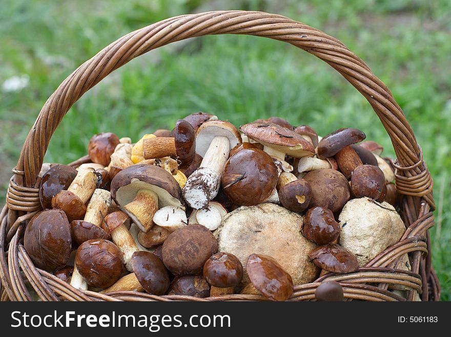 Mushrooms In Basket