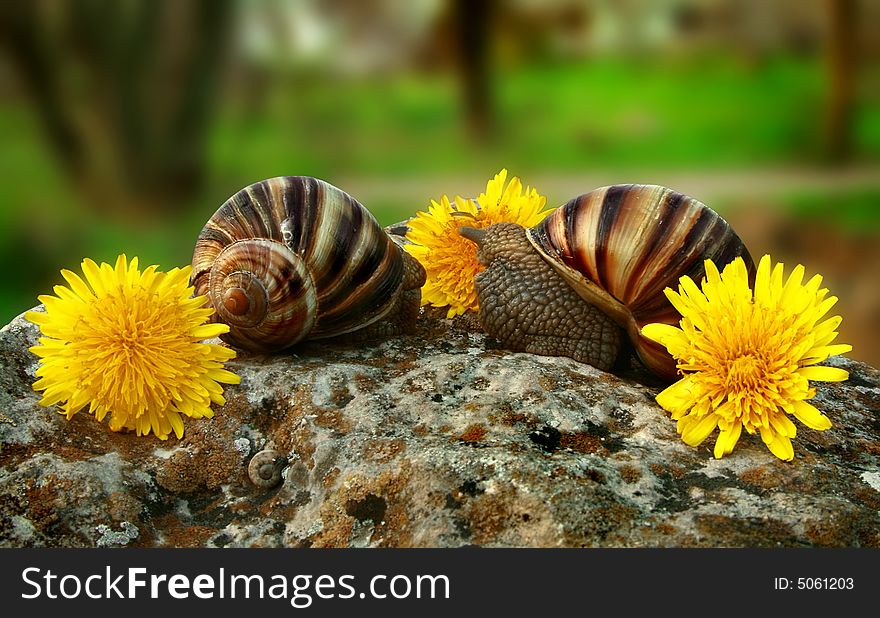 Two grape snails on the nature