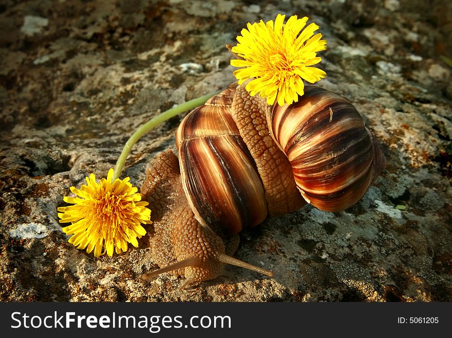 Two grape snails on the nature