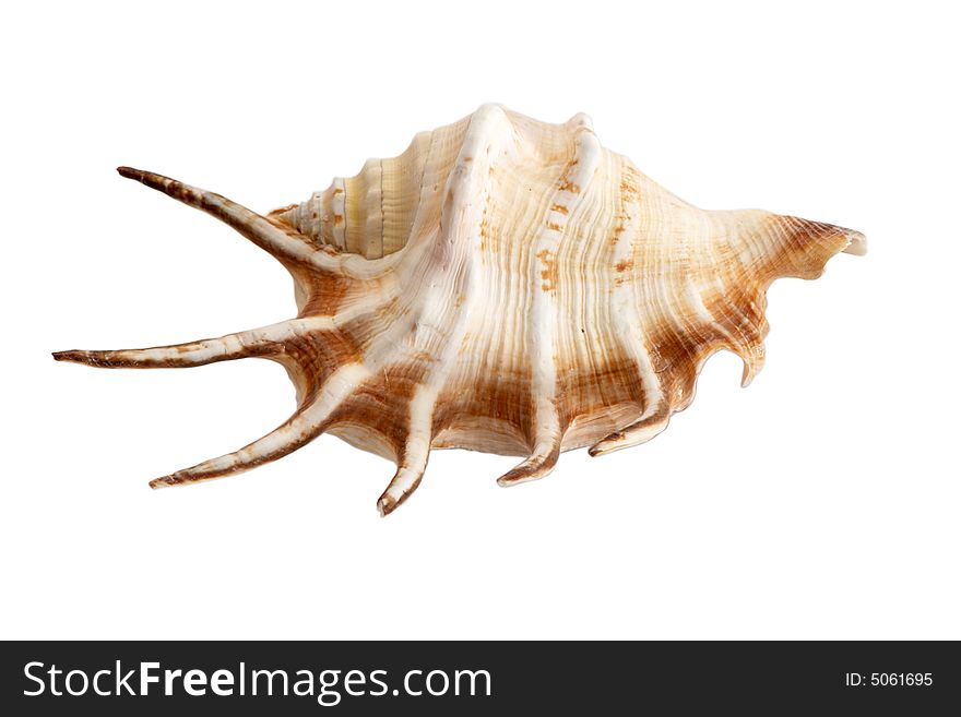 An image of isolated seashell