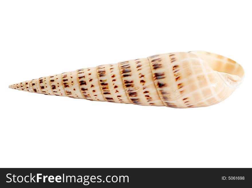 An image of isolated seashell. An image of isolated seashell