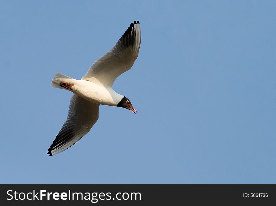 Flying Gull