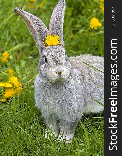 Grey brown rabbit eating clovers. Grey brown rabbit eating clovers