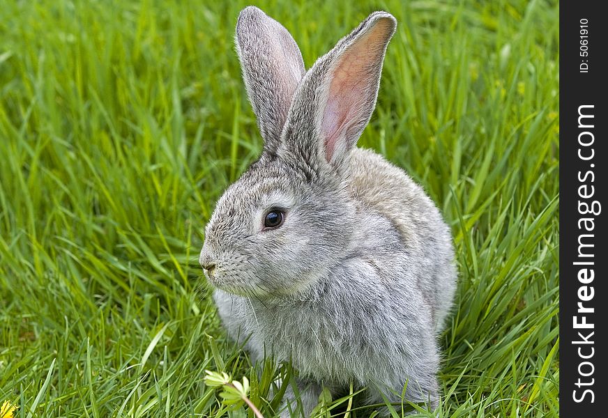 Grey brown rabbit eating clovers. Grey brown rabbit eating clovers