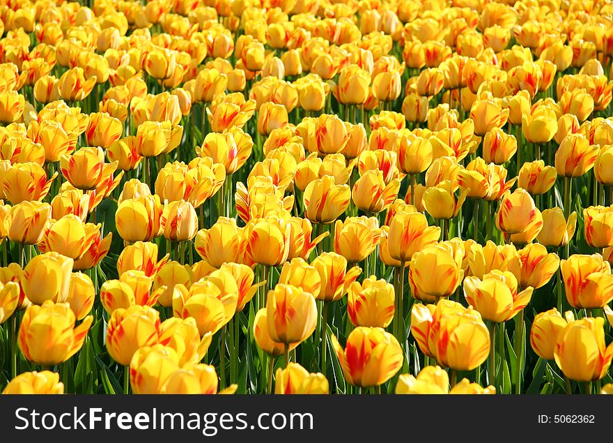 A lot of colorful tulips in full bloom. A lot of colorful tulips in full bloom