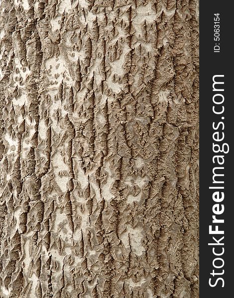 Textured background - mottled bark from a tree. Textured background - mottled bark from a tree.