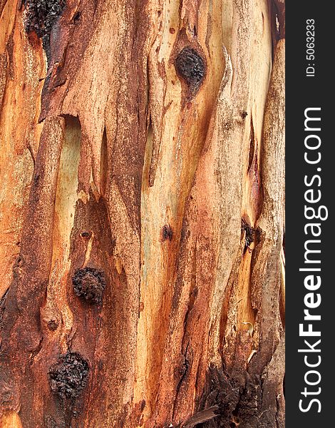 Background - eucalyptus tree with bark peeling. Background - eucalyptus tree with bark peeling