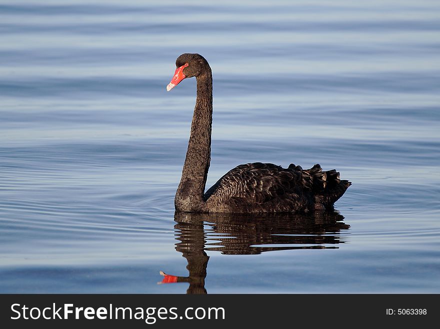 Black Swan On Blue Water