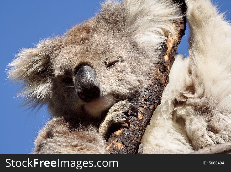 Disdainful koala looking down from a dead acacia