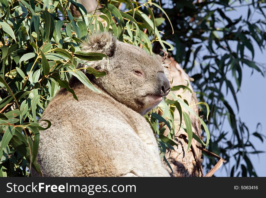 Koala looking down from a gum tree. Unusually it was wide awake in the middle of the day