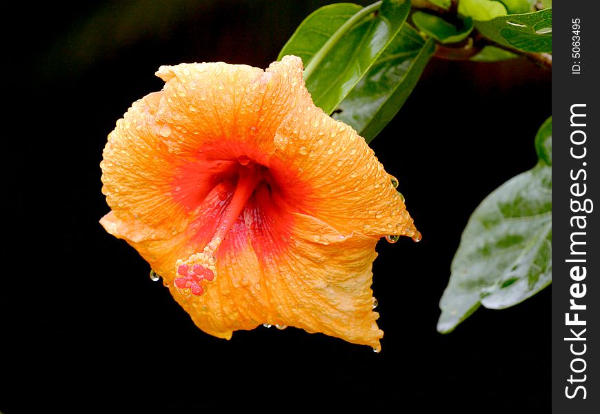 Orange Hibiscus After The Rain