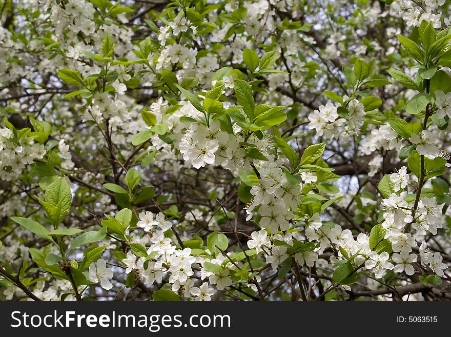 Cherry bloom in spring. White flowers, lighted sun.