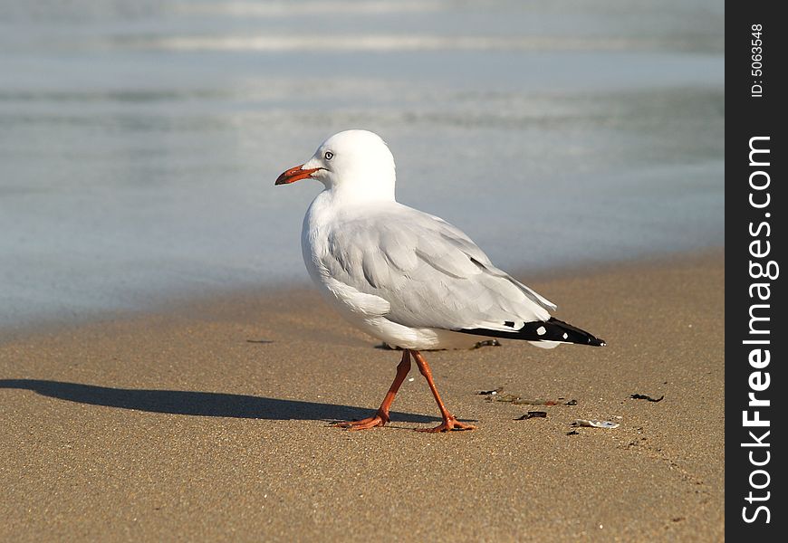 Seagull in Cronulla beach, Sydney, Australia