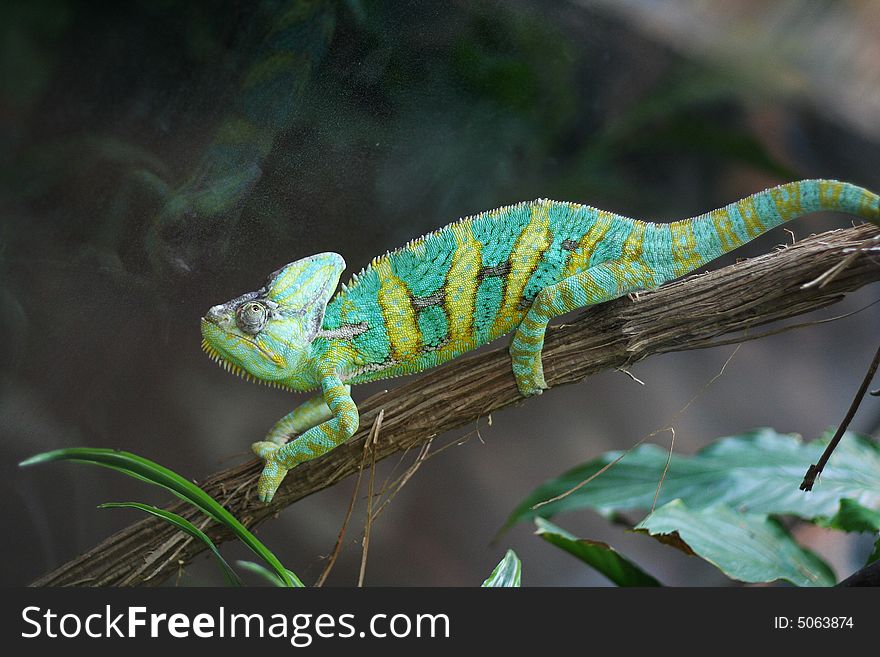 Green and yellow chameleon on a branch in a zoo