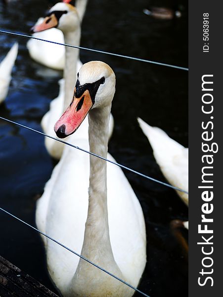 Swan looks from behind the wire. Swan looks from behind the wire