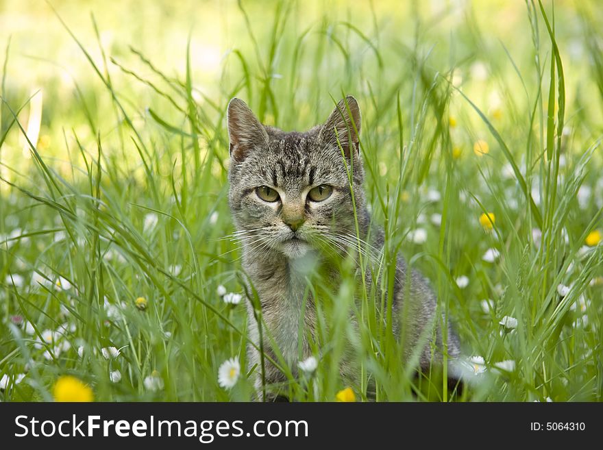 Grey cat on the grass