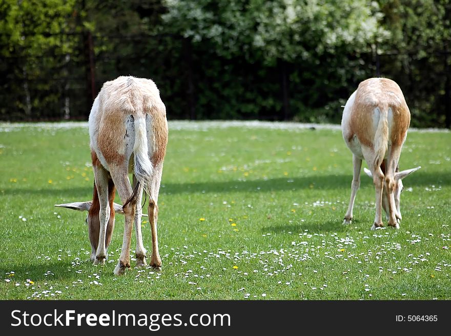 Two antelopes eat green grass and flowers