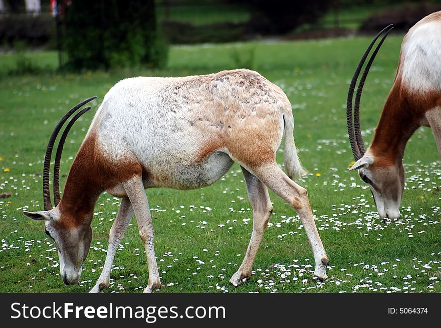 Two antelopes eat green grass and flowers