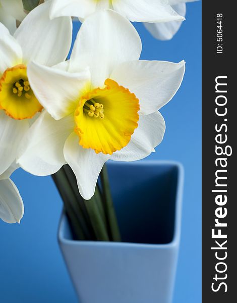 Narcissus in vase. Close up shot. Narcissus in vase. Close up shot.