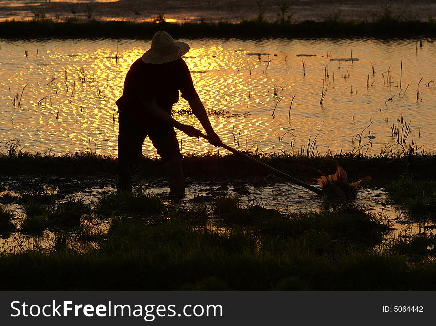 A farmer doing a hardwork at paddy field during a sunset.