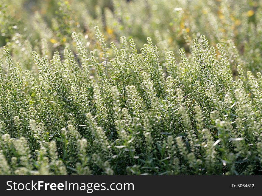 Browse on the grassland in spring . Browse on the grassland in spring .