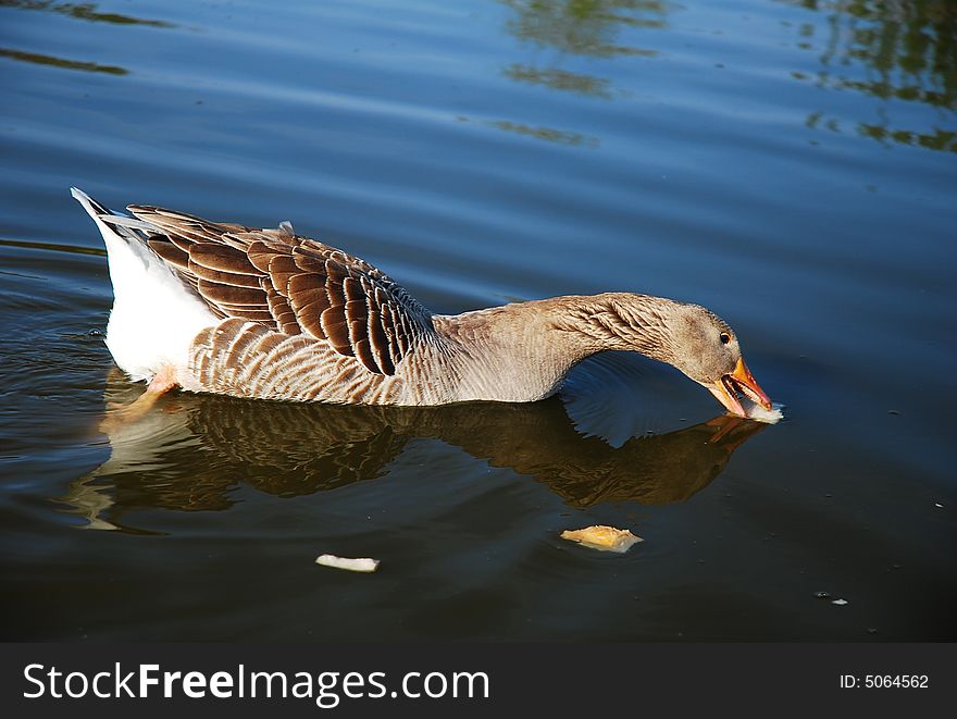 Duck in a pond eating a bread. Duck in a pond eating a bread