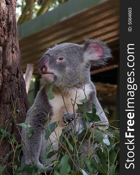 Koala sitting on the eucalypt tree in Brisbane, Australia.