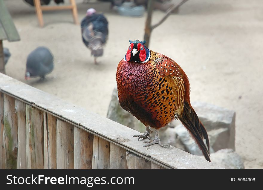 Pheasant is seating down on a fence