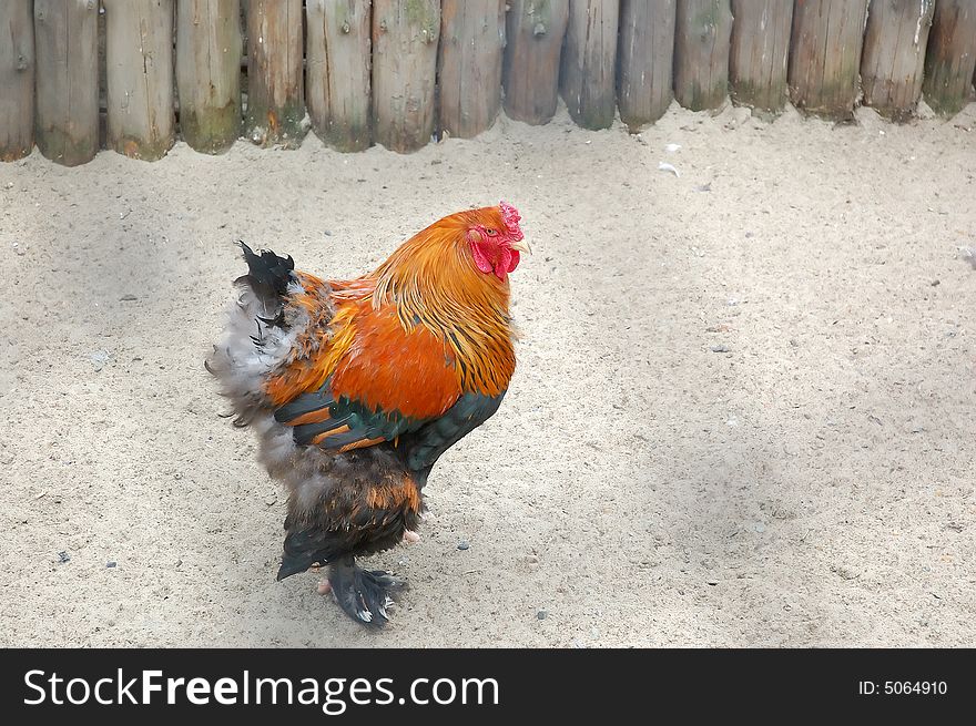 Big beautiful rooster on a yard