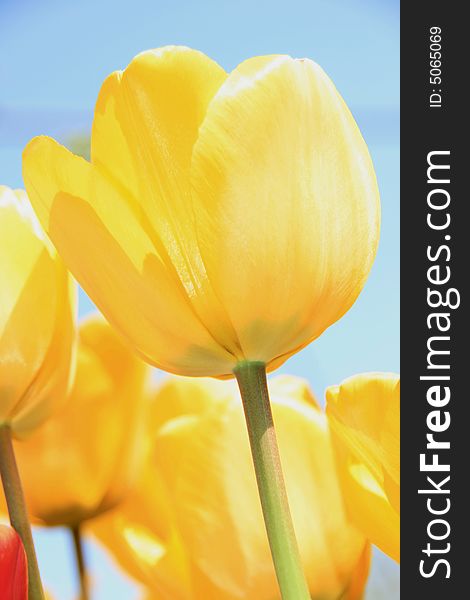 Yellow tulips against a blue sky