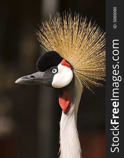 Close-up of a Grey Crowned Crane. Taken in Fuerteventura, Spain. Close-up of a Grey Crowned Crane. Taken in Fuerteventura, Spain.