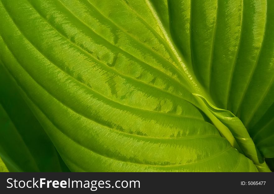 Green leaf of lily is a background.