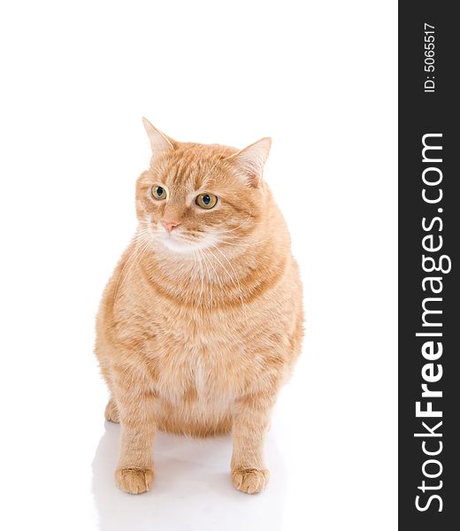 Red cat isolated on a white