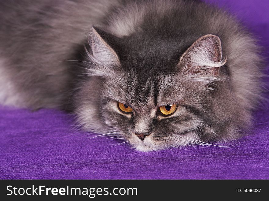 Beautiful Persian gray cat posing and relaxiing for photo. Beautiful Persian gray cat posing and relaxiing for photo