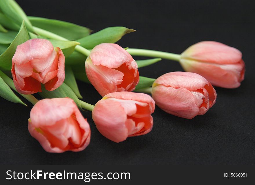 Pink tulips in bloom on black background. Pink tulips in bloom on black background