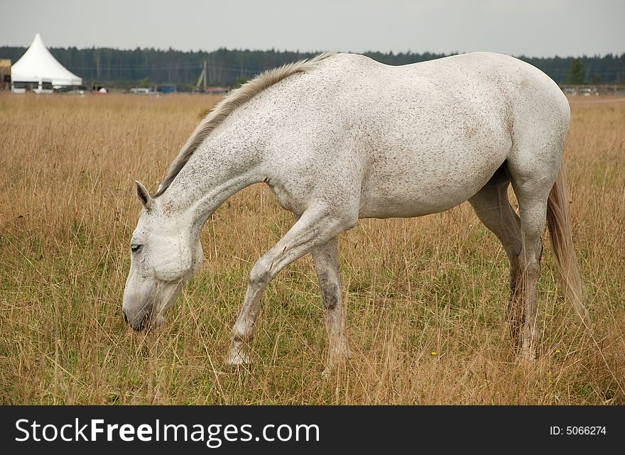 Spotty white horse on the summer field