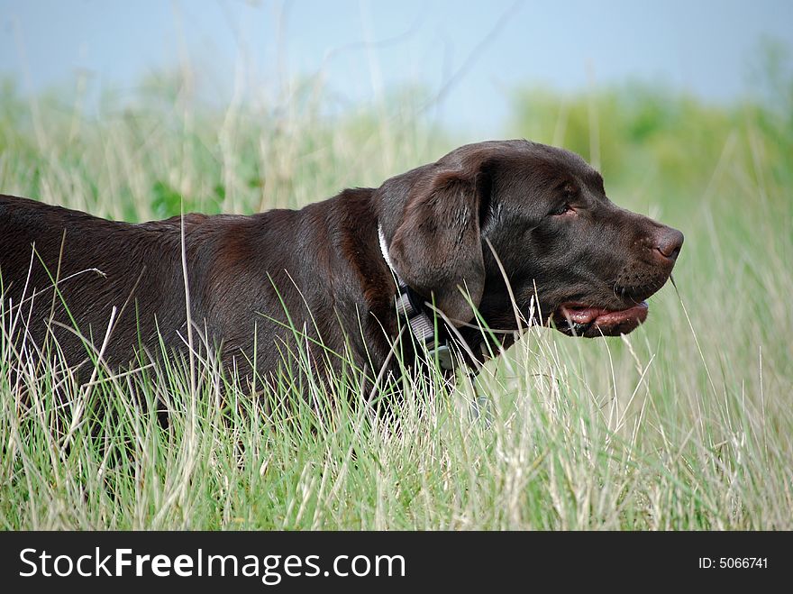 A labrador puppy walking in the long coastal grass. A labrador puppy walking in the long coastal grass