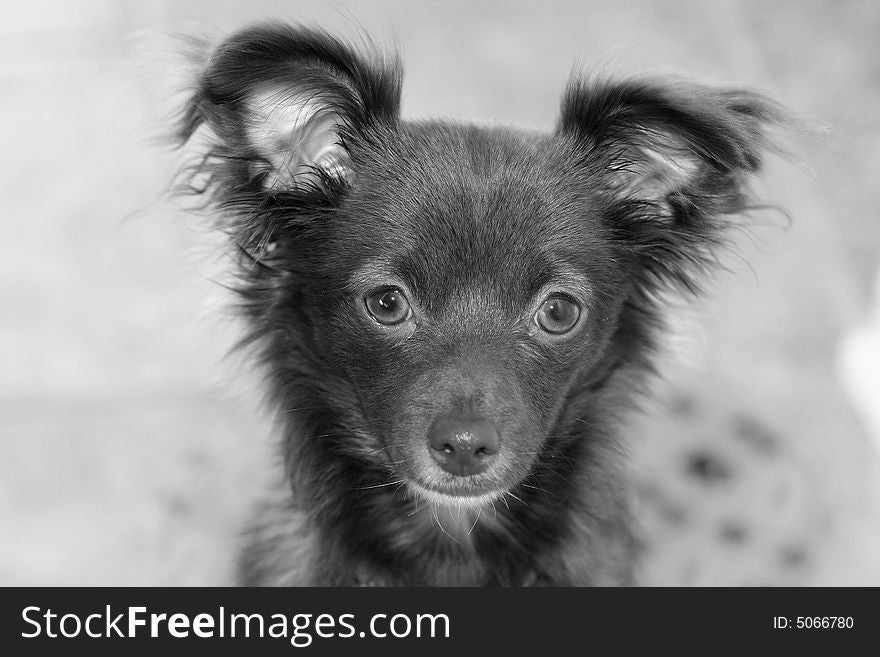 Black and white photo of a long haired chihuahua puppy. Black and white photo of a long haired chihuahua puppy