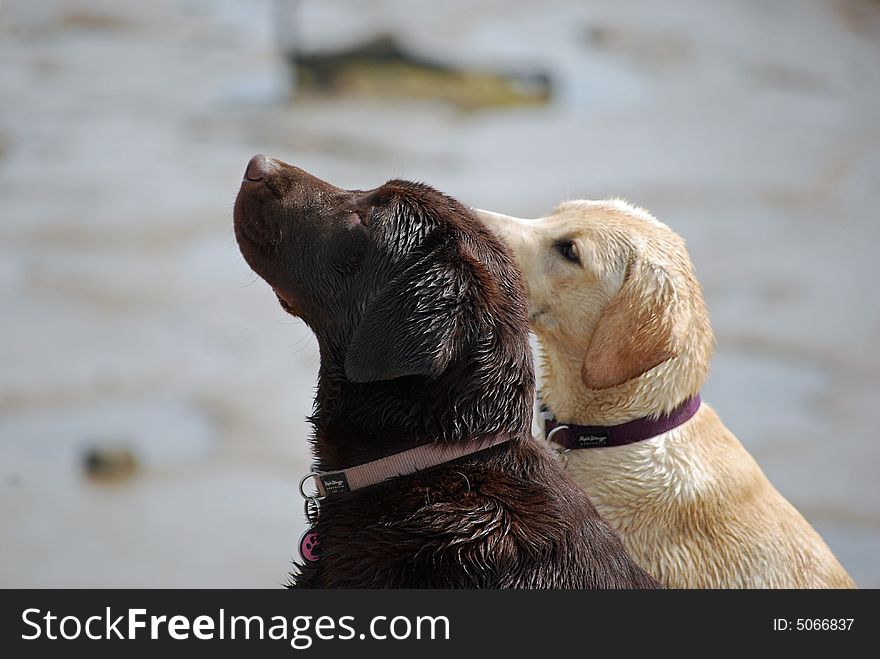 Two labrador pups by the ocean. Two labrador pups by the ocean