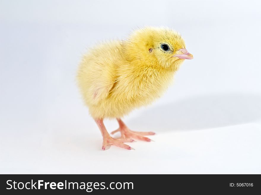 Baby chicken isolated by white. Baby chicken isolated by white